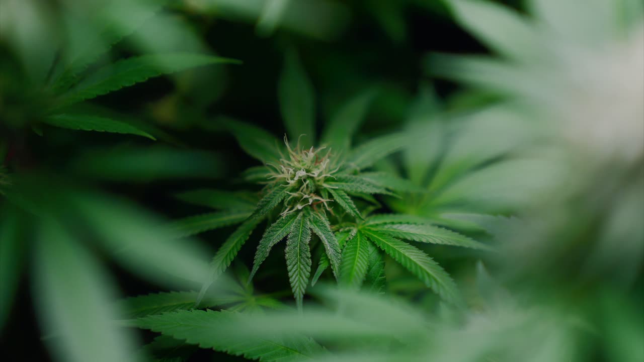 brote de marihuana en foco, plantas borrosas fuera de foco en primer plano