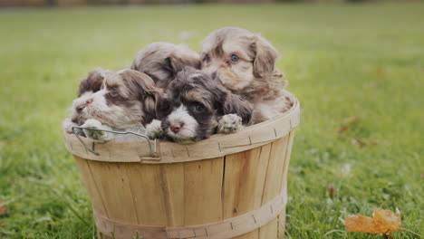 wooden basket with cute little puppies on the grass