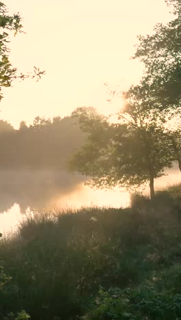 sunbeams through the trees