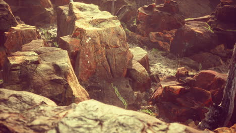 campo de piedra de lava con árboles y plantas muertas