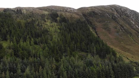 Bosque-De-Pinos-En-Las-Laderas-De-La-Colina