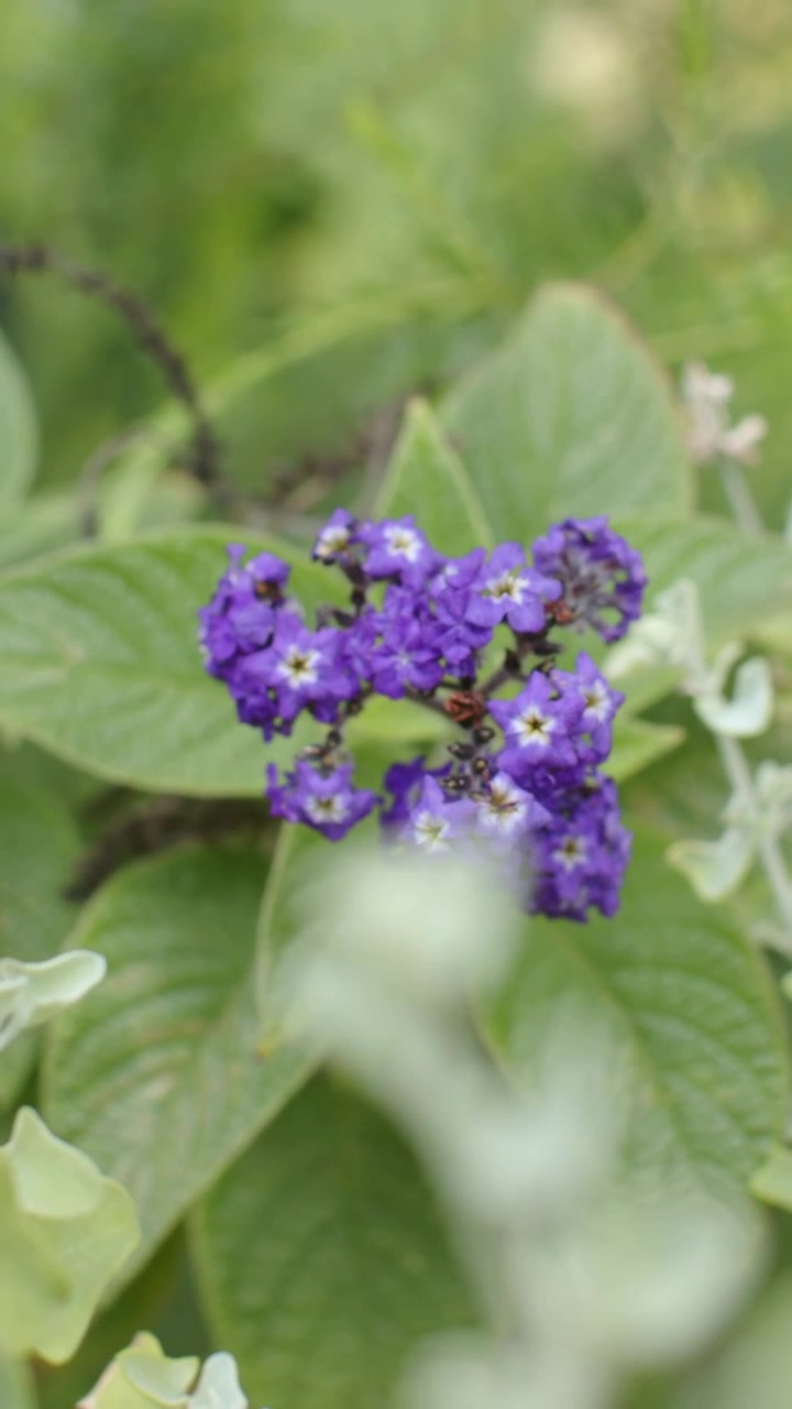 Video verticale: Piccolo fiore viola rimasto al centro del giardino, con fogliame pallido che si muove nell'inquadratura.