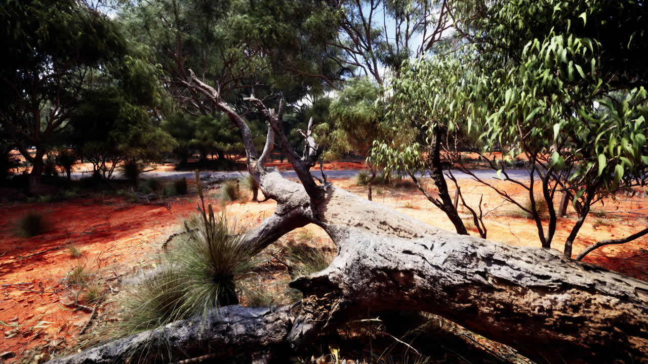 오스트레일리아 외의 쓰러진 나무