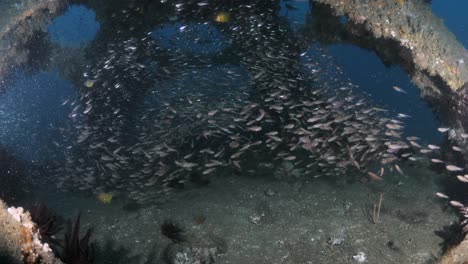 scuba diver enters the new wonder reef artificial reef installation deep below the ocean on the gold coast australia