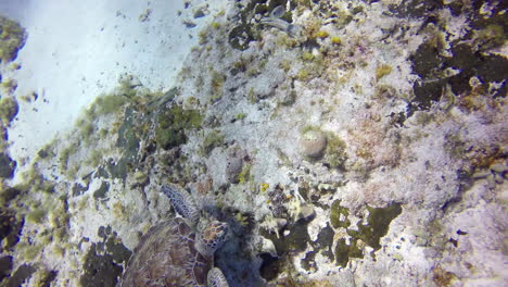 una tortuga marina flota cerca del fondo del arrecife