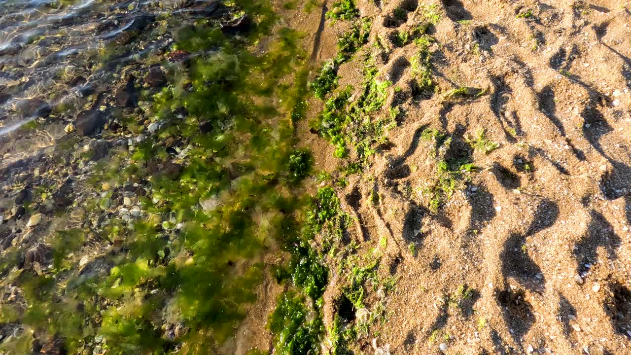 huellas y algas en la orilla de la playa de arena
