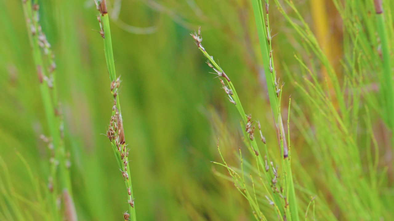 Tall green grass sways softly outdoors, natural daylight, shallow depth of field, smooth camera pan