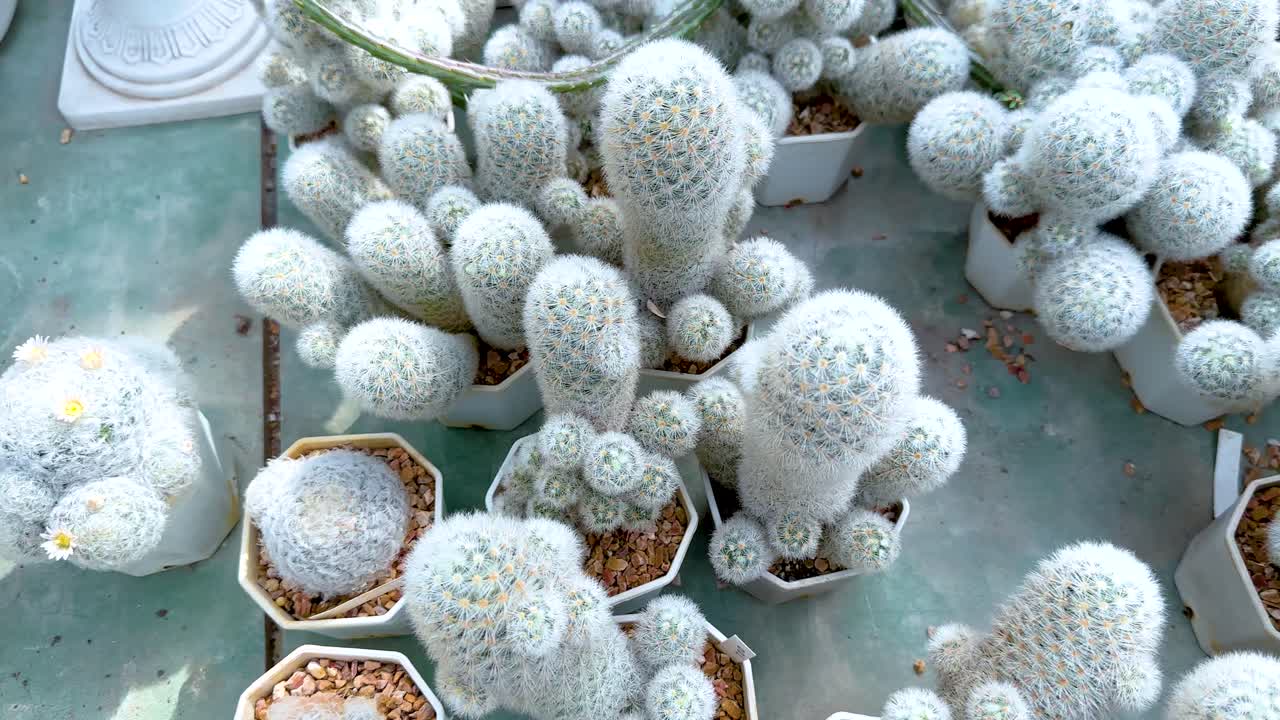 시장 에서 비 에 넣은 여러 가지 티