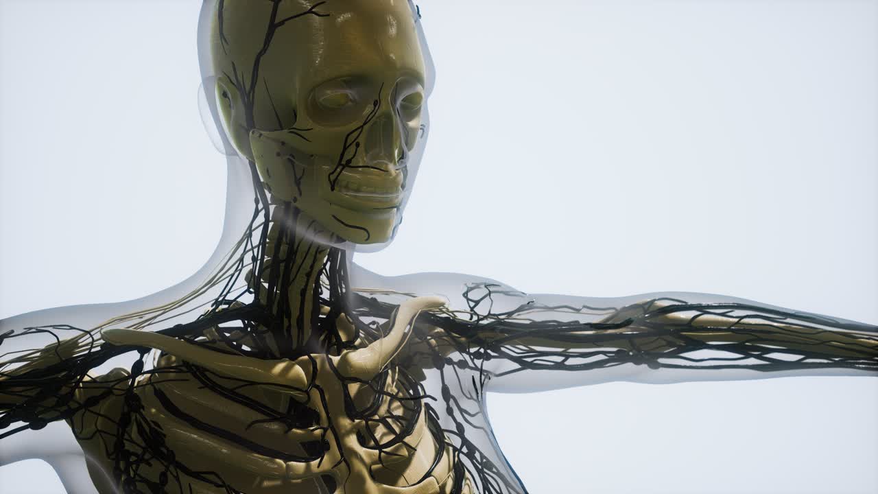 인간 혈관의 과학 해부학