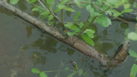 Slow-motion,-tranquil-shot-of-the-serene-beauty-of-tree-branches-and-leaves-gently-resting-on-the-calm-surface-of-an-Indian-river