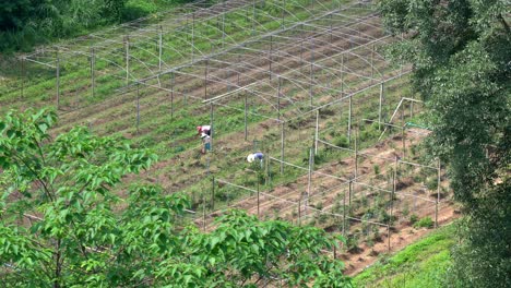 在泰國農村,一些人在田野工作, 砍伐植物, 耕種土壤