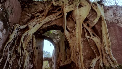 ex hacienda san jacinto ixtoluca, morelos, colonial detail with exposed yellow amate roots