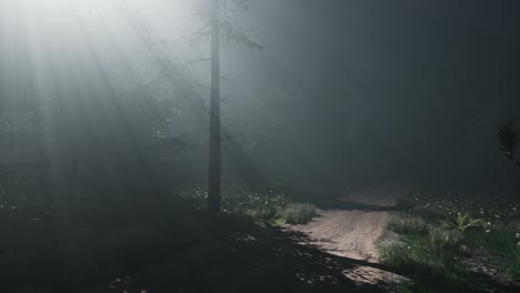 misty spring morning in pine tree forest