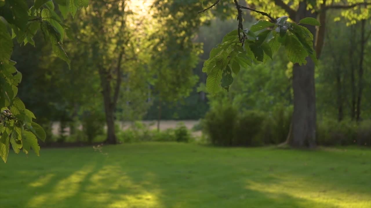 slow motion clip of flies - mosquitos in the evening flying over a grass lawn. afternoon sun with ray shining through trees.