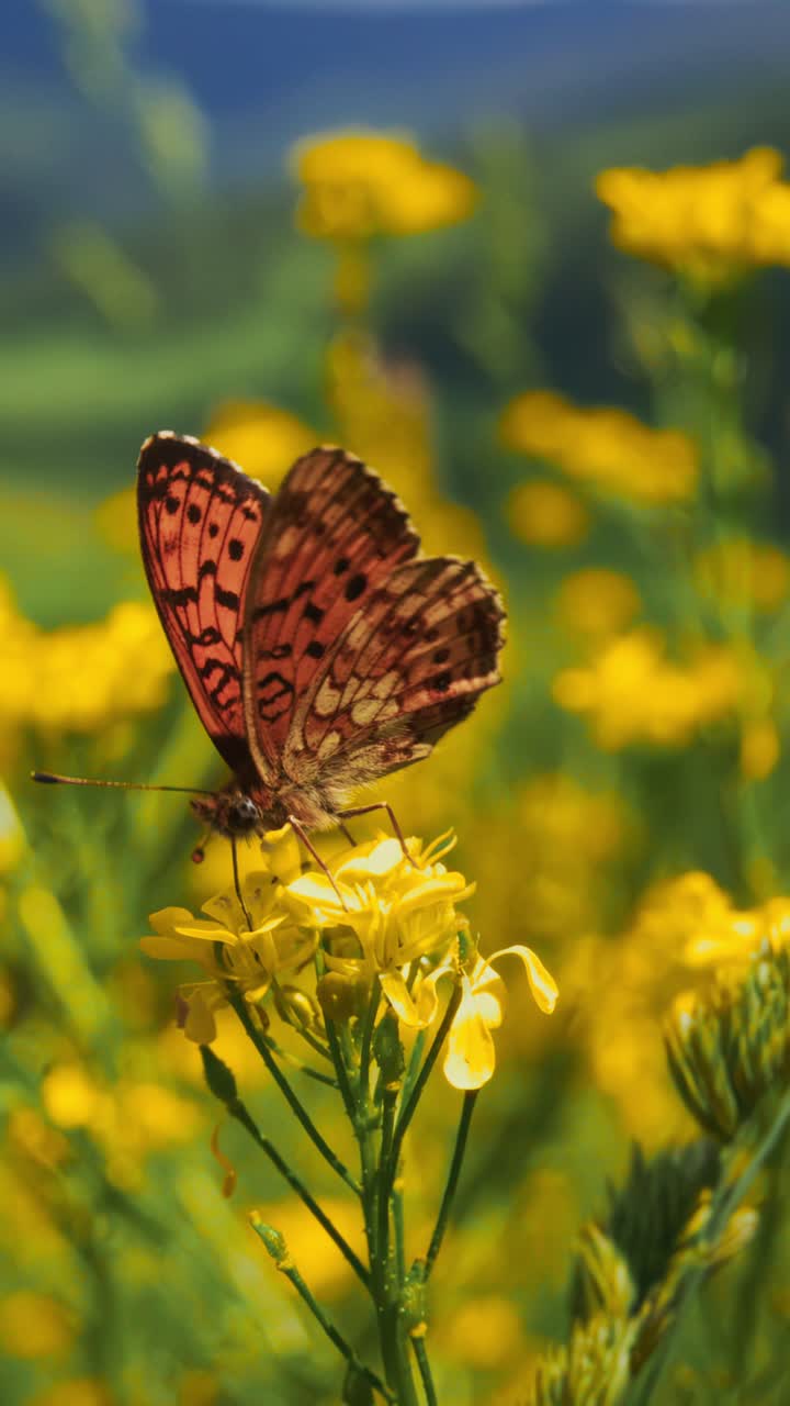 Primo piano di una farfalla posata su un fiore giallo vivace