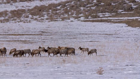 idaho herd of elk grazing on a cold snowy field in the winter