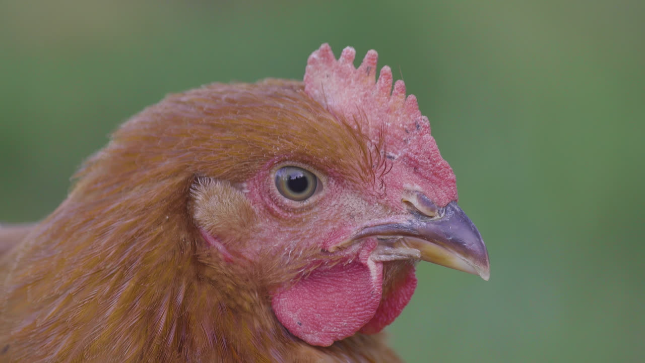 un primerísimo plano de una cara de pollo en cámara lenta de 4k en un campo de hierba