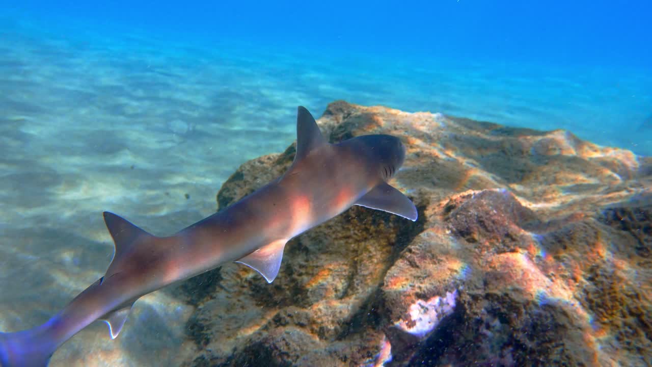 Juvenile smooth-hound shark swims past the camera over a rocky and sandy bottom