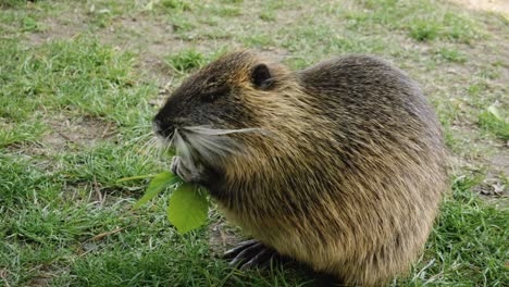 Primer-Plano-De-Nutria-Comiendo-Una-Hoja