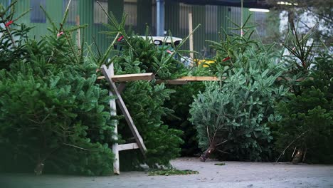 Die-Kamera-Fegt-über-Einen-Belebten-Weihnachtsbaummarkt