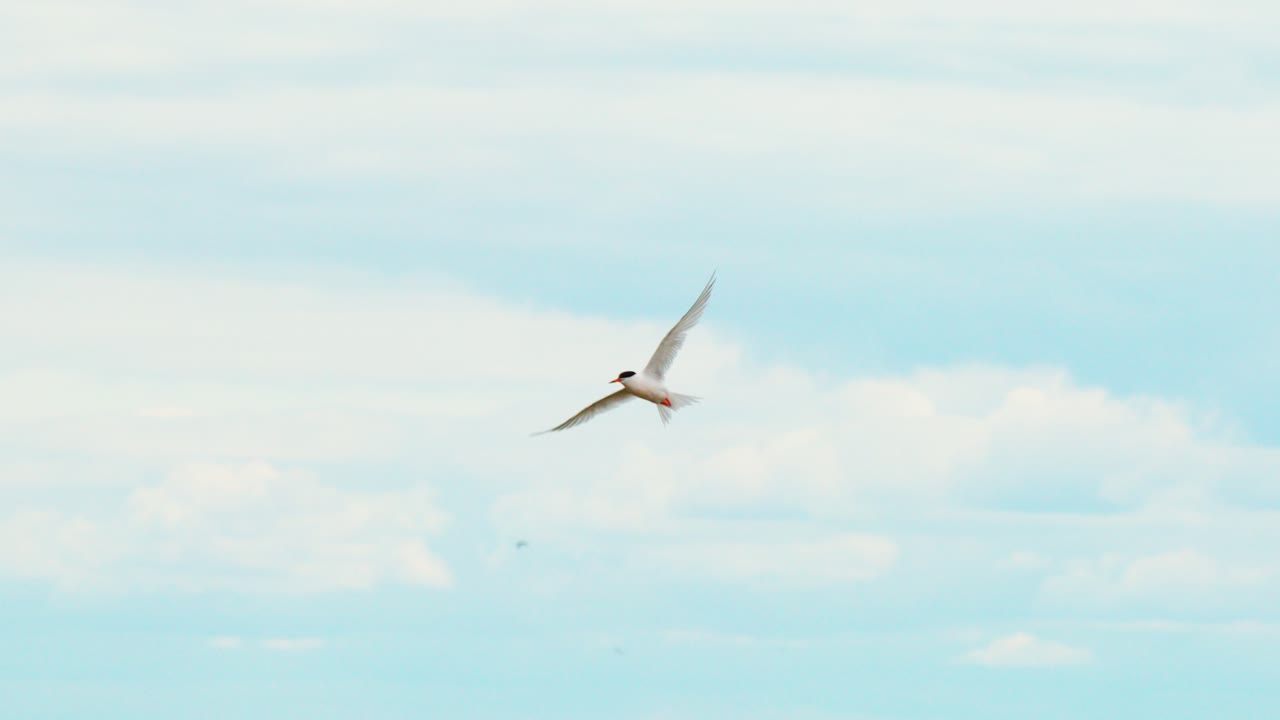 Multiple seagulls fly gracefully across a cloudy sky, captured in wide shots with natural daylight and smooth lateral camera movement