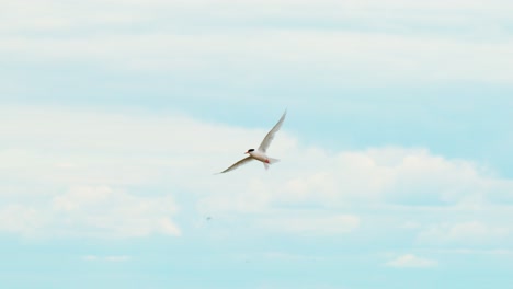 multiple seagulls fly gracefully across a cloudy sky, captured in wide shots with natural daylight and smooth lateral camera movement