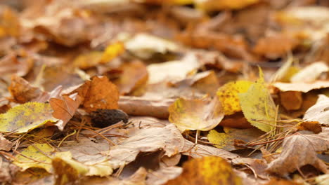 hojas de otoño de color marrón dorado en el suelo del bosque