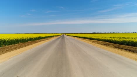 country road through a yellow flower field