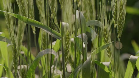 A-hand-held-mid-shot-of-wheat-strands-swaying-in-wind-on-a-sunny-day-with-water-shining-as-bokeh-in-the-background