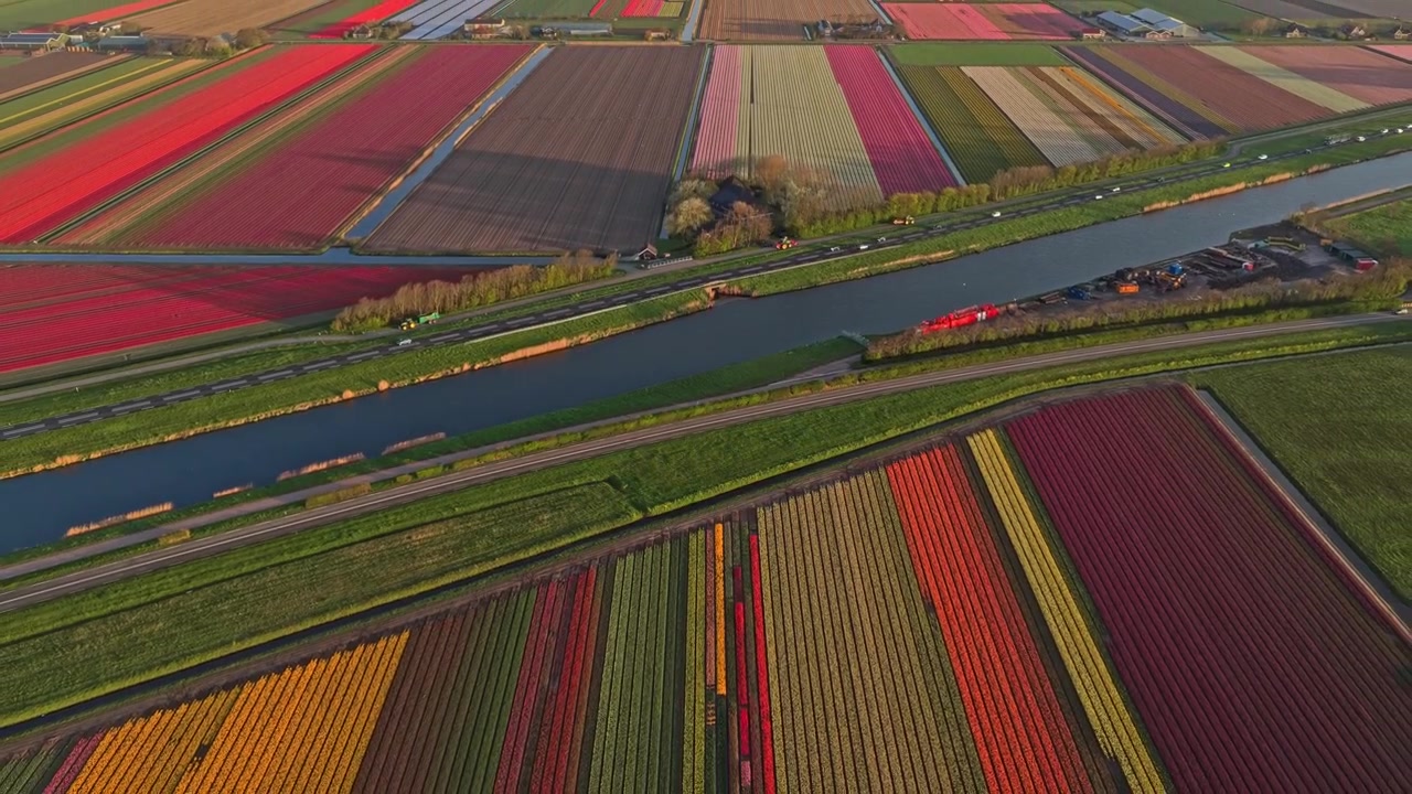 Vista aerea di campi di tulipani olandesi e canale in Olanda