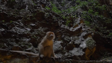 Mono-En-Las-Cuevas-De-Batu-Malasia