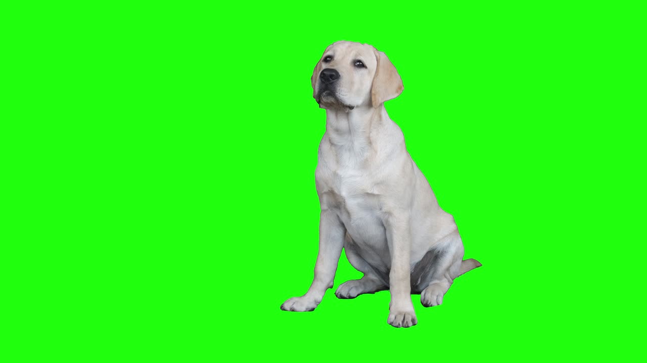 크로마 키에 새끼 강아지의 초상화