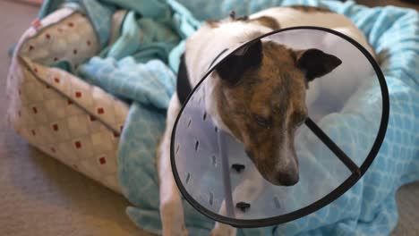 whippet mix laying in her dog bed with a funnel cone collar on