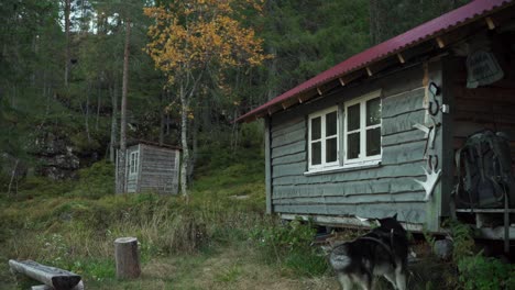 persona caminando cerca de una cabaña de madera con un perro malamute de alaska