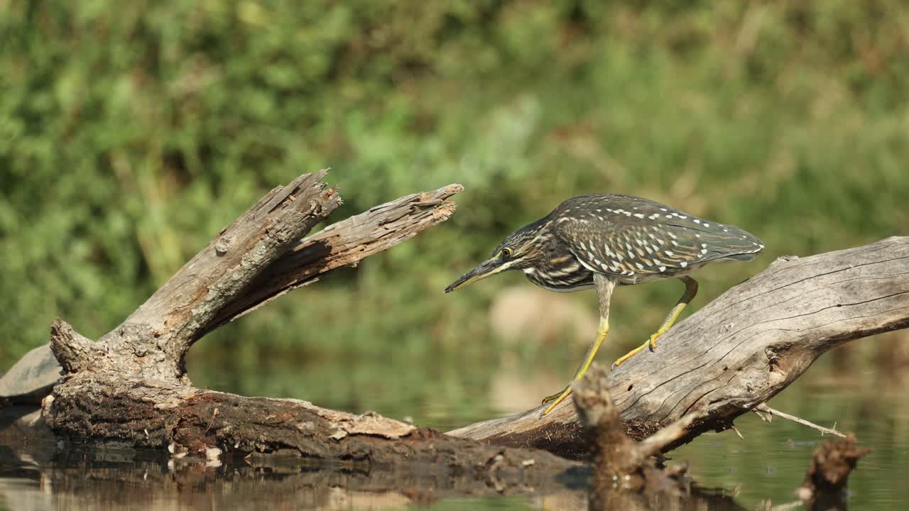 Wide shot of a striated heron standing still on a tree log in the water waiting for an opportunity to catch fish, Greater Kruger.