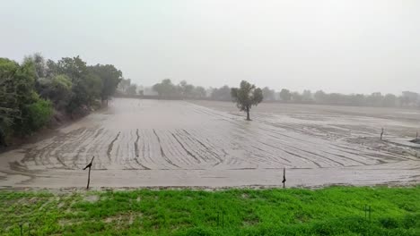 heavy raining over the agricultural field, rain water in the field, beautiful raining view