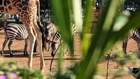 zebras grazing in a zoo enclosure with plants in the foreground on a sunny day