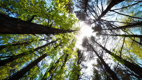 sunlight filtering through a vibrant forest canopy