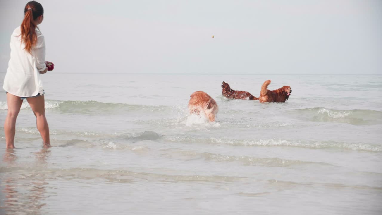 해변에서 그녀의 개와 함께 놀고있는 아시아 여성. 해변에서 레크리에이션. 골든 리트리버 개