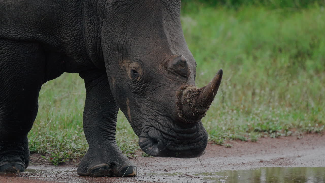 White Rhino Drinking in a Puddle