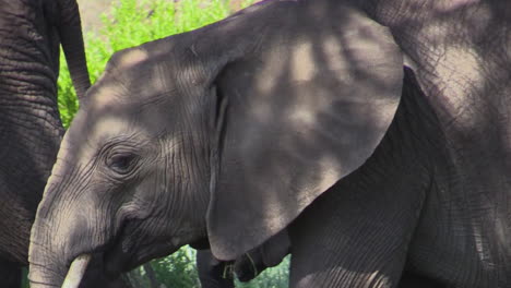 Juvenile-elephant-feeds-on-green-leaves-while-walking-trough-East-African-savannah