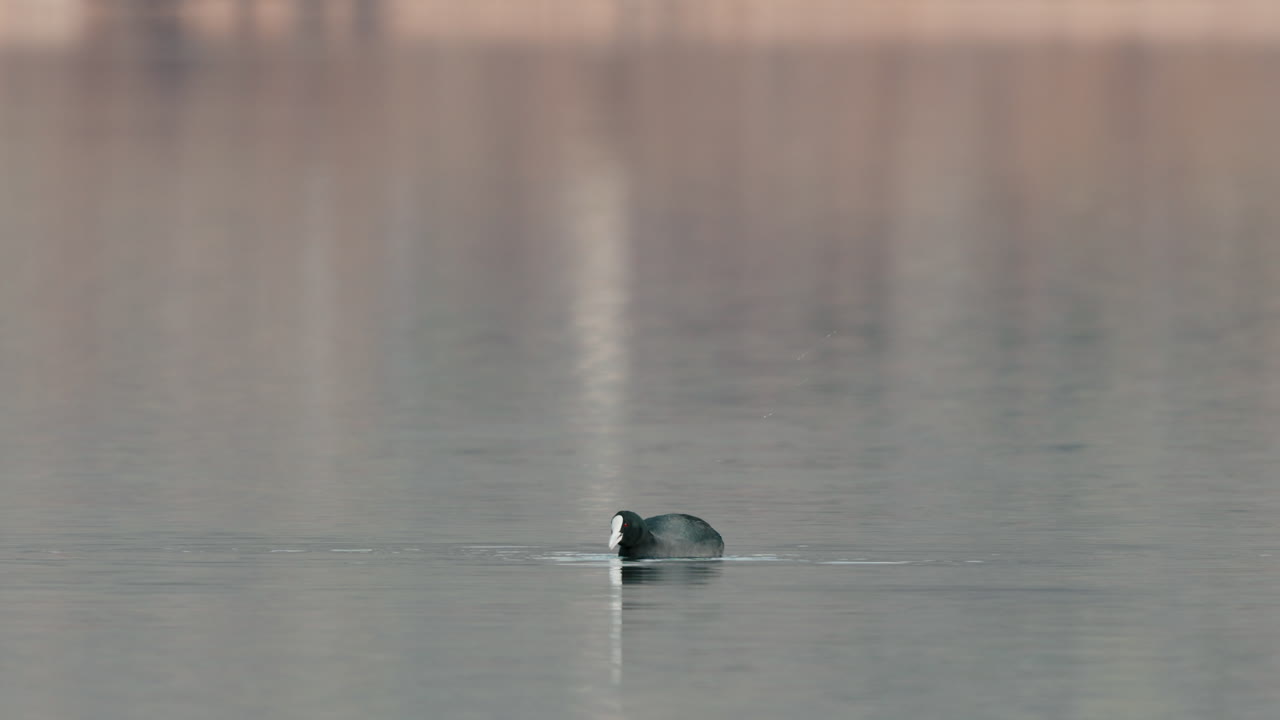 Eurasian Coot Feeding In The Lake With Shallow And Calm Water