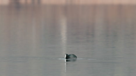 eurasian coot feeding in the lake with shallow and calm water