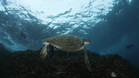 eastly morning view of a tropical sea turtle swimming in the shallow waters