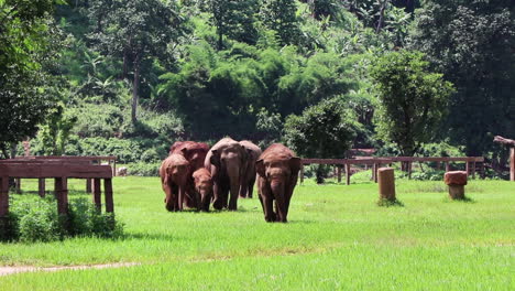 familia de elefantes caminando hacia la cámara en cámara lenta