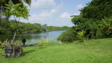 belice río flores y árboles naturaleza