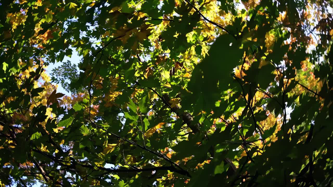 A video captures sunlight filtering through lush green leaves from a low-angle perspective