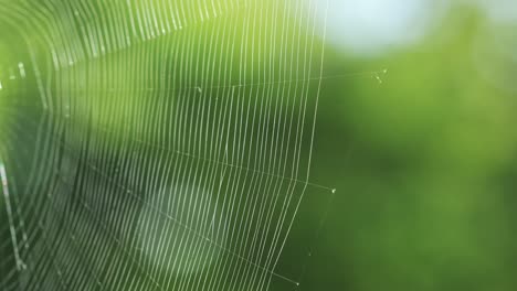primer plano de una telaraña, moviéndose en el viento, con el fondo de la naturaleza verde bokeh