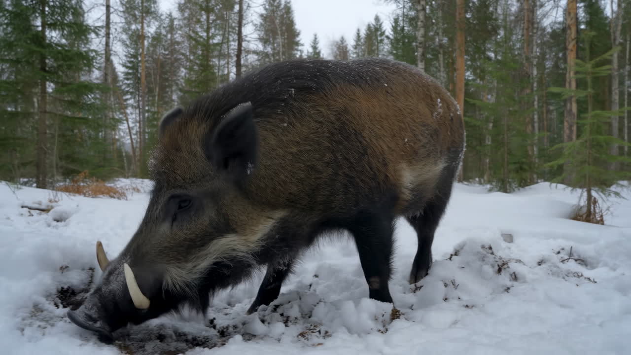 Grande cinghiale che cerca cibo nella neve alta in una foresta invernale.