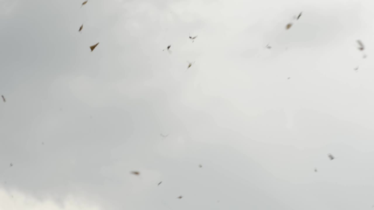 Daun-daun beterbangan liar di langit saat badai